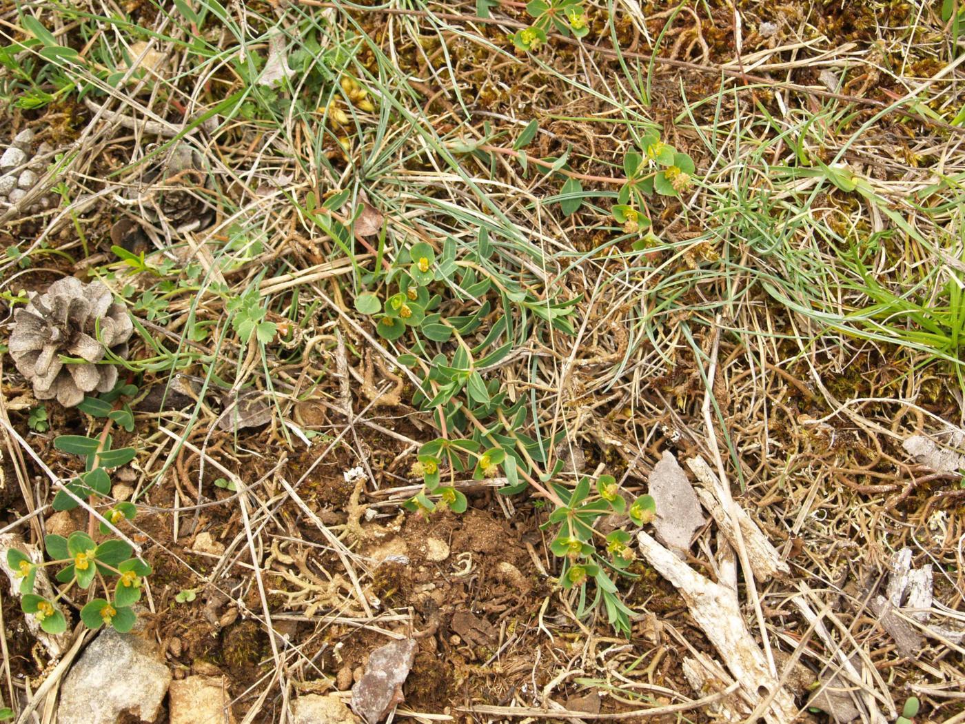 Spurge, [Duval] plant